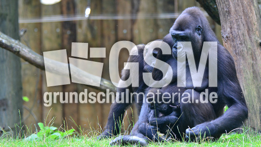 Gorillababy (13).jpg